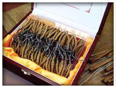 永发镇冬虫夏草回收